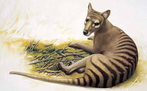 Theo Tasmanian Tiger